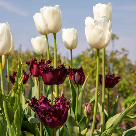 Tulip 'Clearwater'