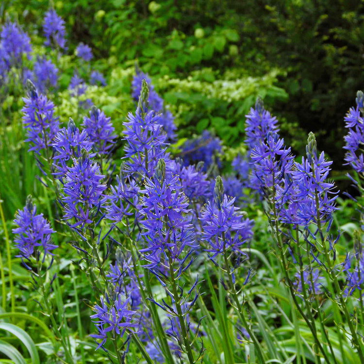 Camassia Leichtlinii Bulbs 'Blue'