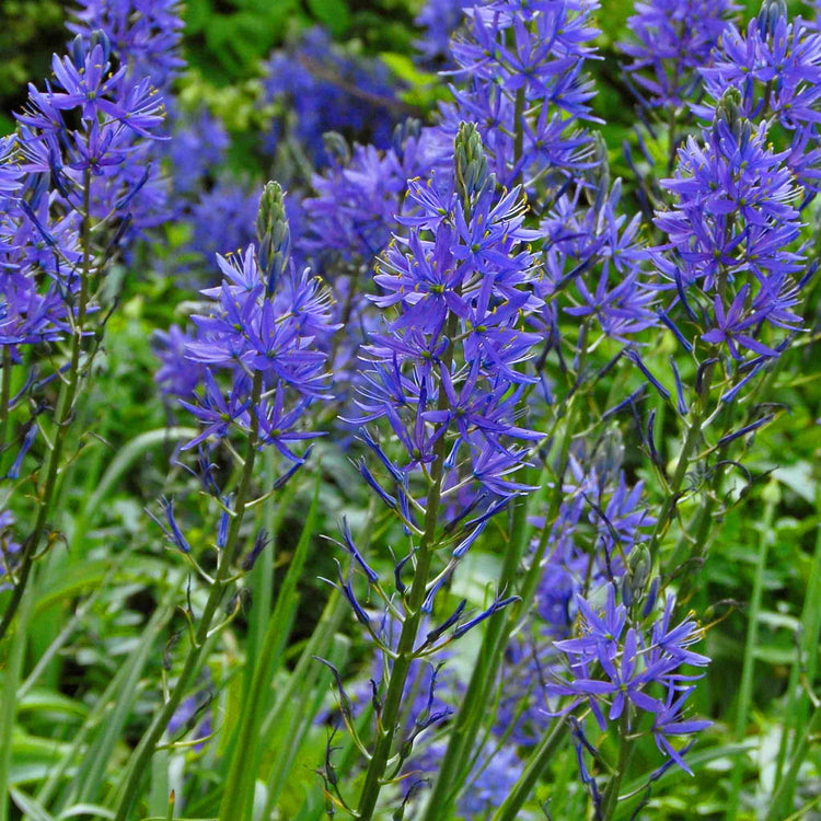 Camassia Leichtlinii Bulbs 'Blue'