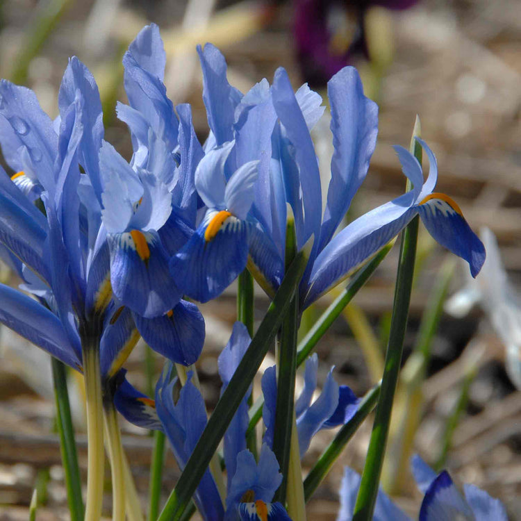 Iris Bulbs 'Cantab' (Reticulata)