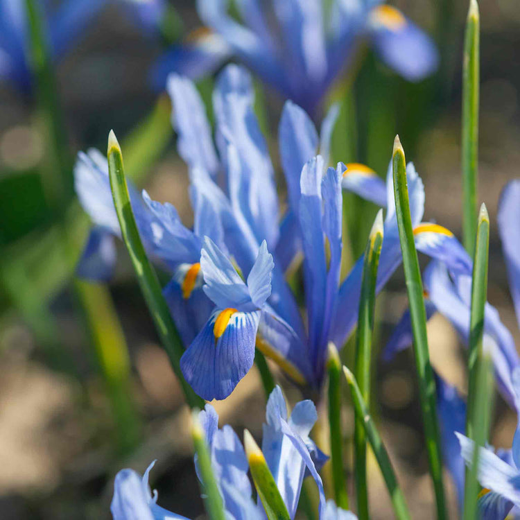 Iris Bulbs 'Cantab' (Reticulata)