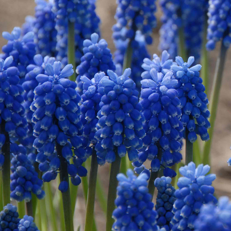 Muscari 'Blue Magic'