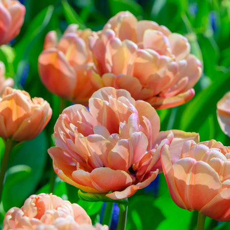 Tulip 'Copper Image'