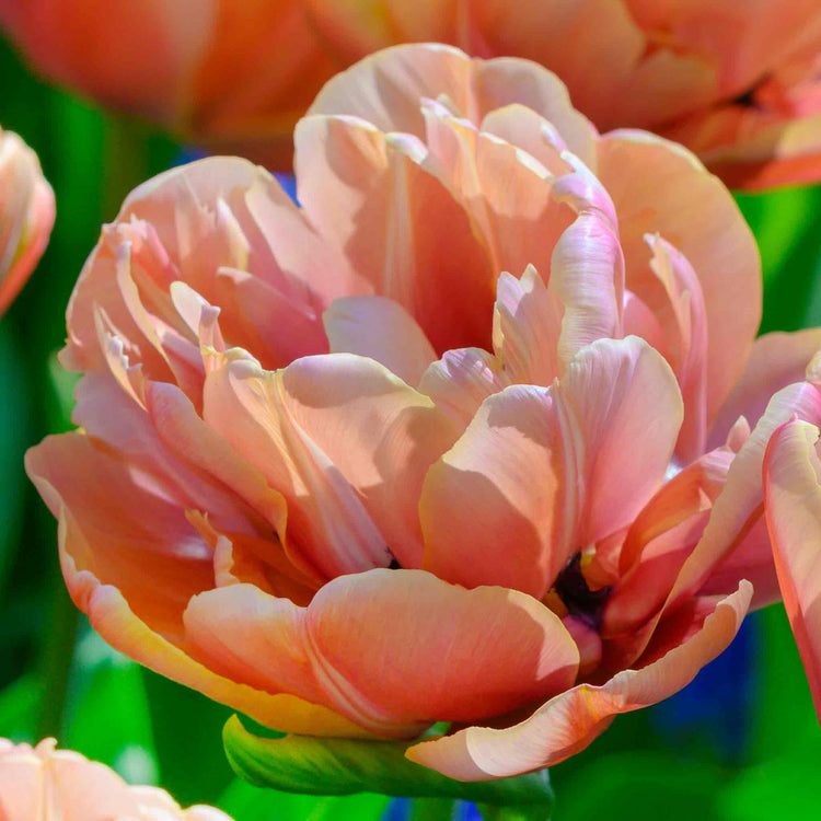 Tulip 'Copper Image'