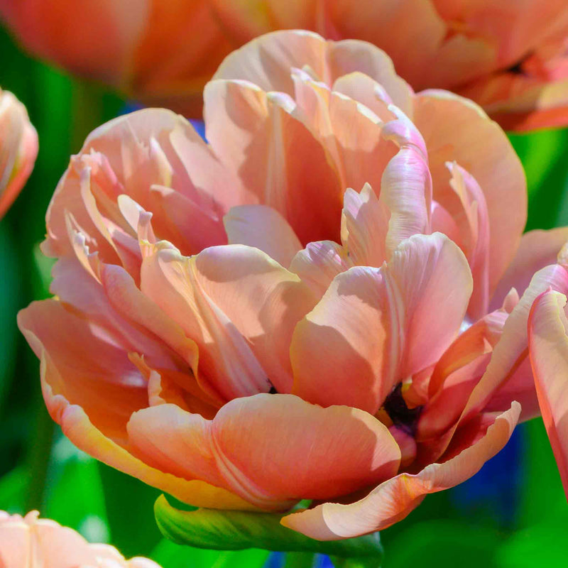 Tulip 'Copper Image'
