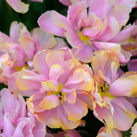 Tulip 'Pink Star'