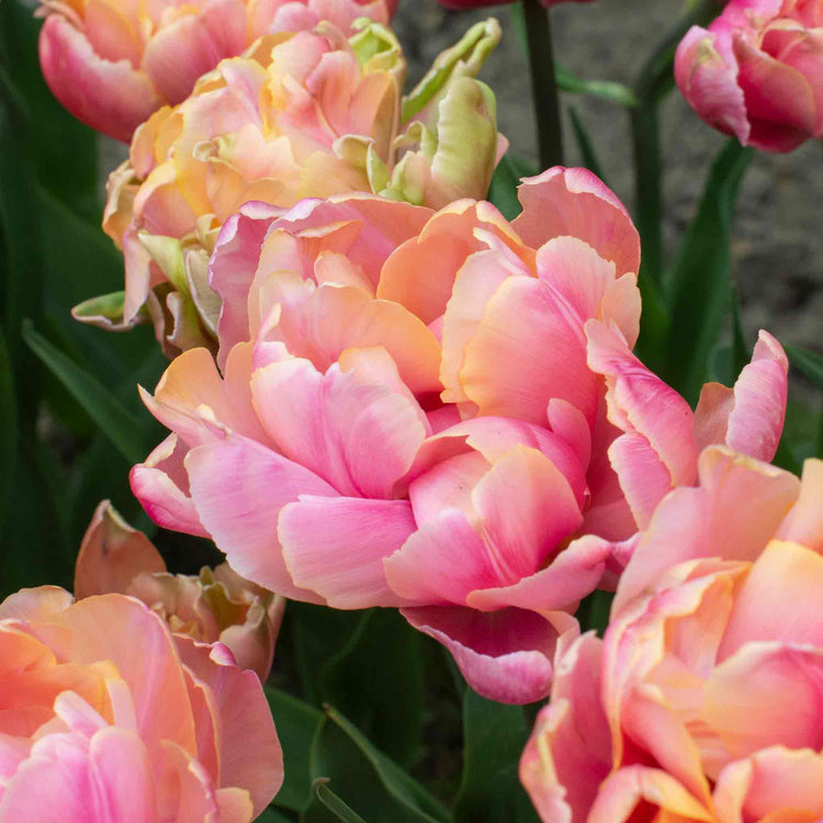 Tulip 'Pink Star'