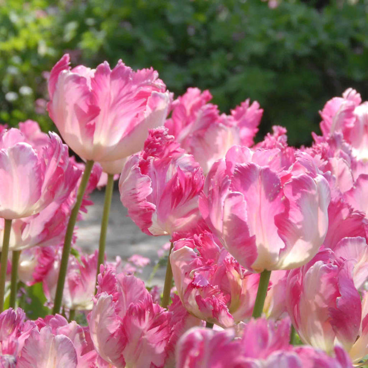 Tulip 'Silver Parrot'