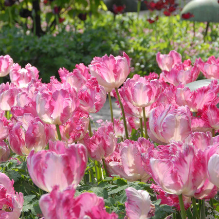 Tulip 'Silver Parrot'