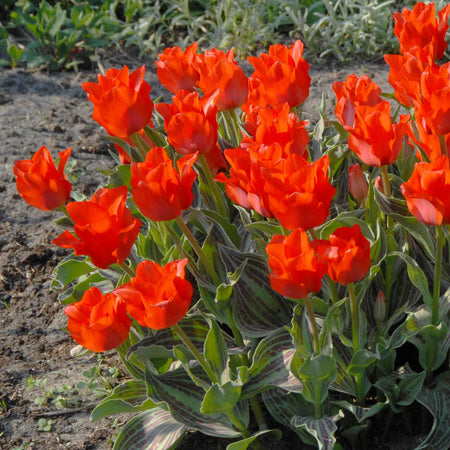 Tulip 'Red Riding Hood'