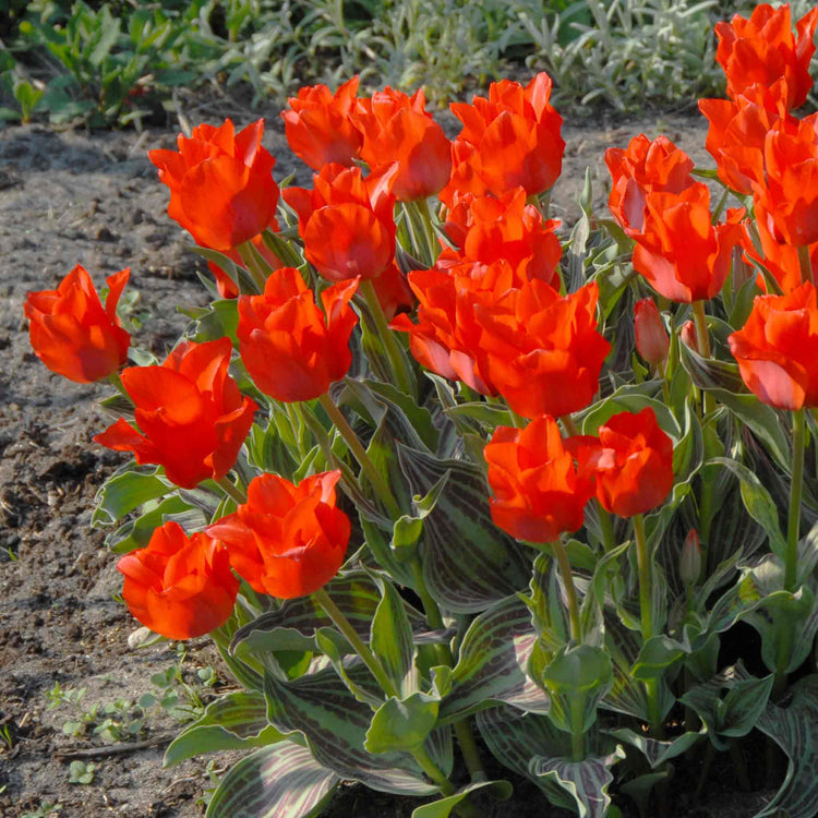 Tulip 'Red Riding Hood'