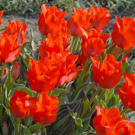 Tulip 'Red Riding Hood'