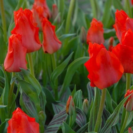 Tulip 'Red Riding Hood'