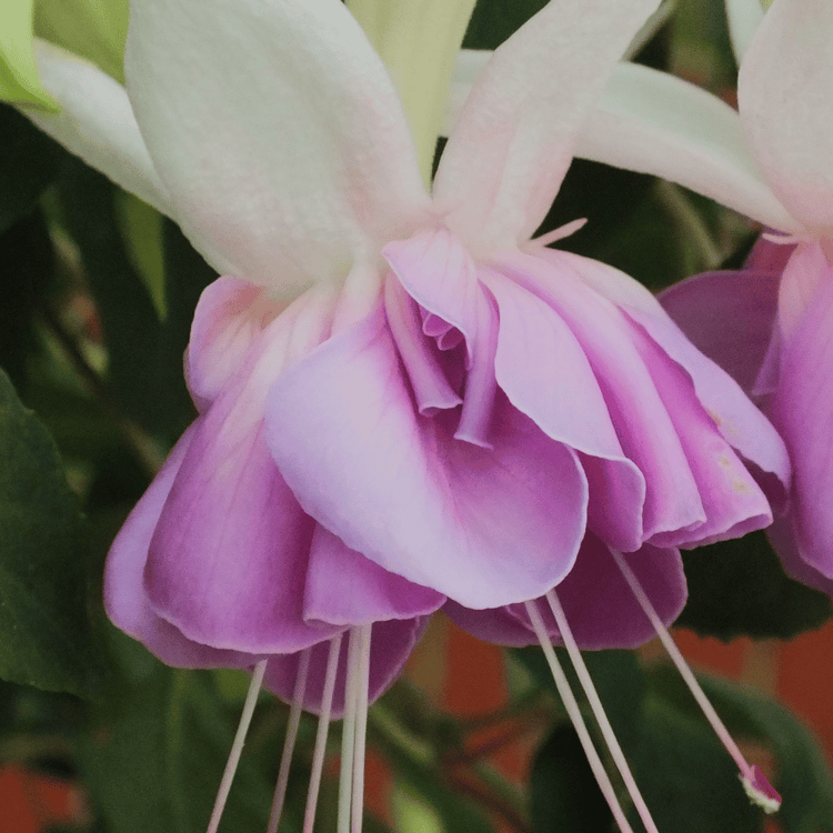 Fuchsia 'Quasar'
