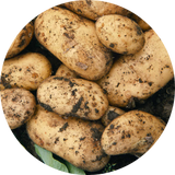 Maincrop