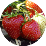 Strawberry Plants