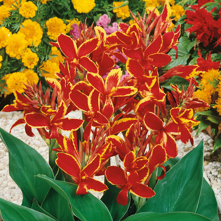 Canna 'Lucifer'