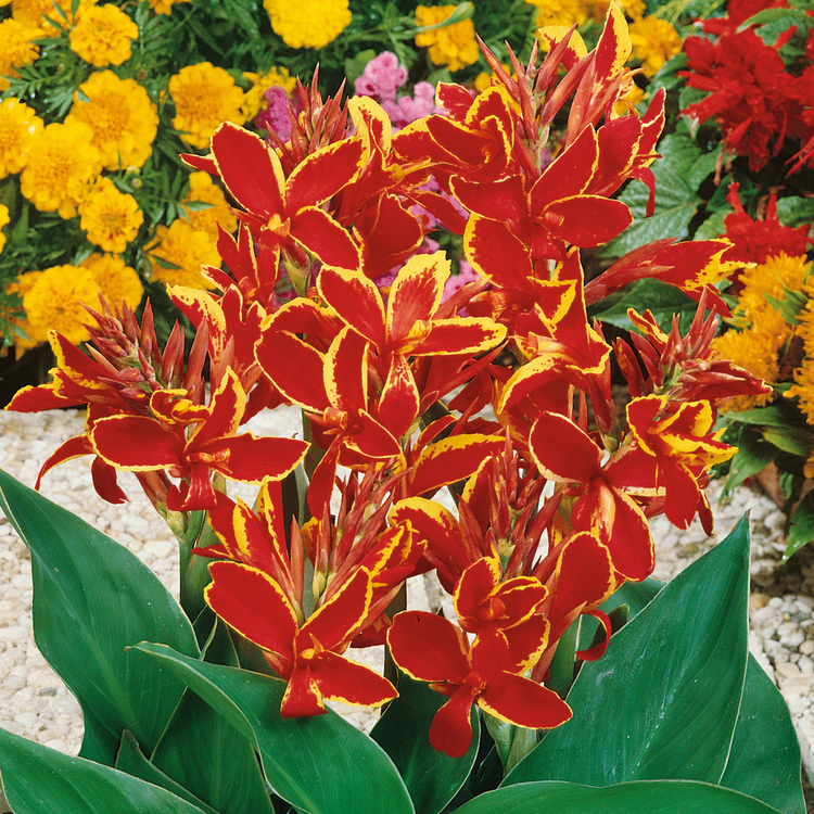 Canna 'Lucifer'