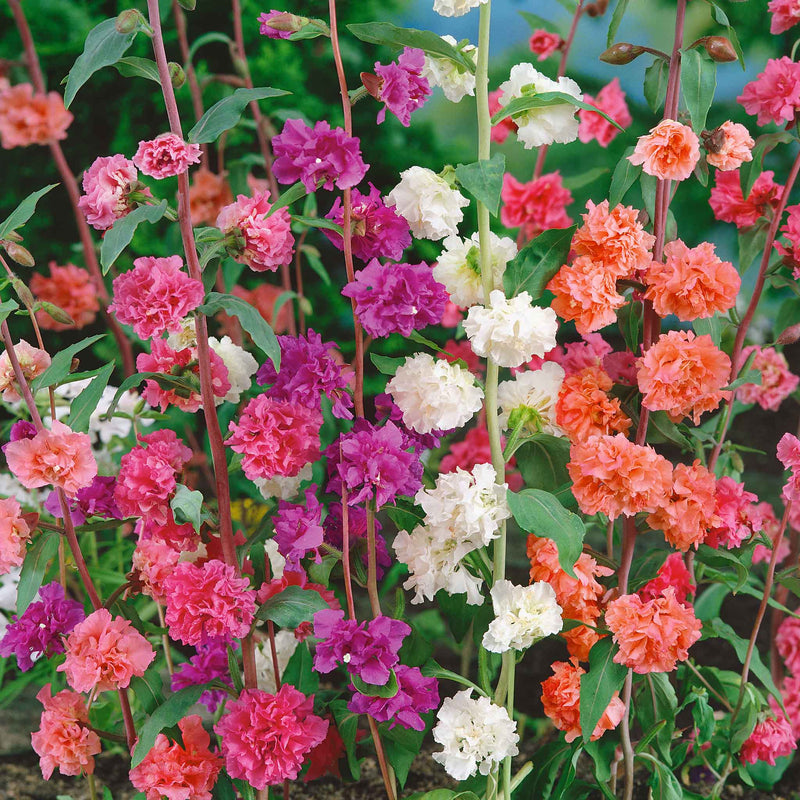 Clarkia Seeds 'Double Mix'