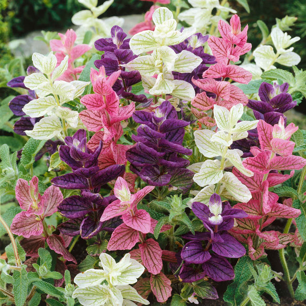 Clary Seeds 'Claryssima'