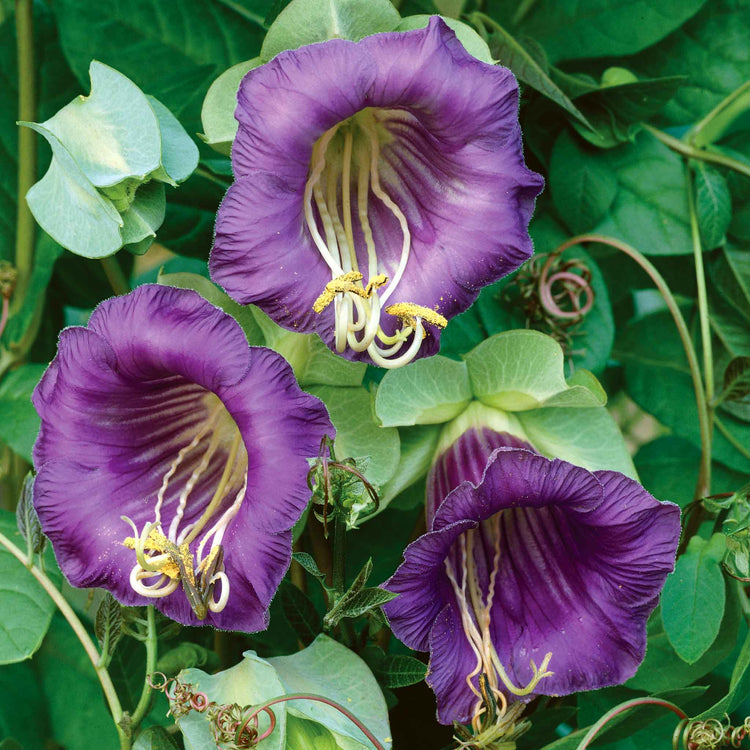 Cobaea Scandens Seeds 'Cathedral Bells'
