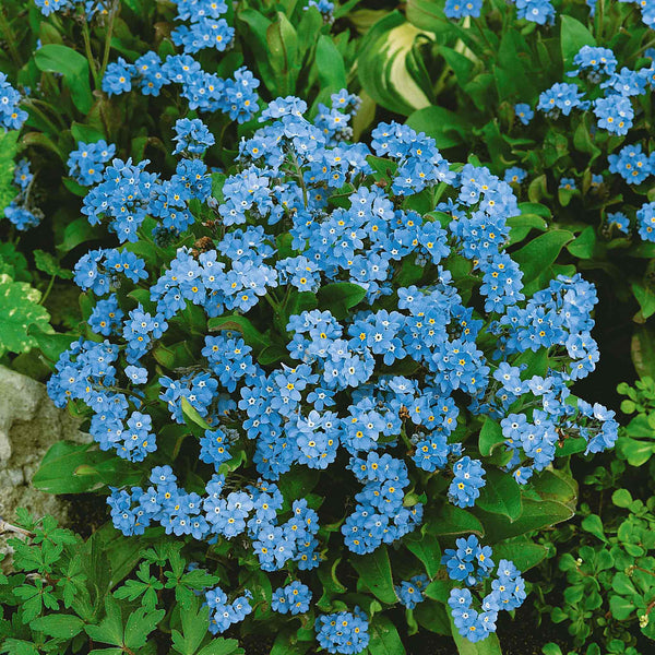 Forget Me Not Blue Seeds 'Cloud Myosotis'