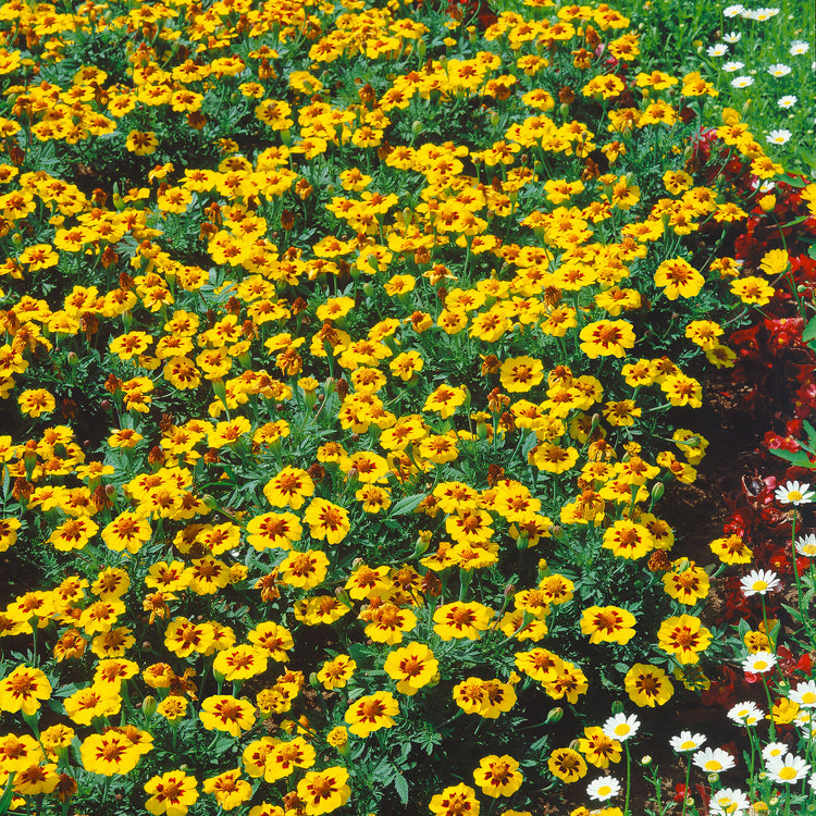 French Marigold Seeds 'Naughty Marietta'