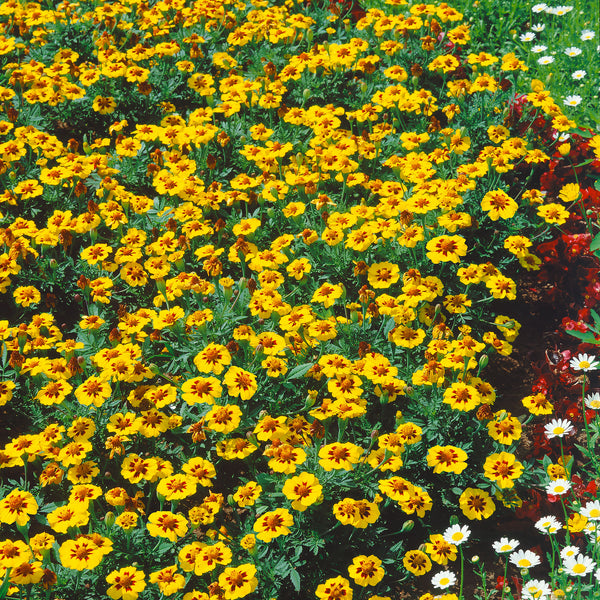 French Marigold Seeds 'Naughty Marietta'