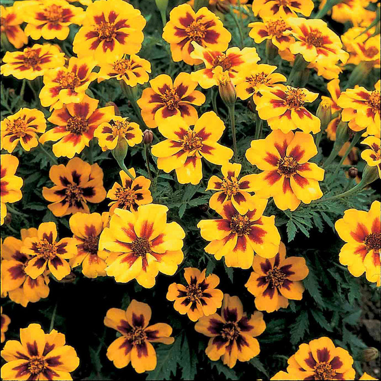 French Marigold Seeds 'Naughty Marietta'