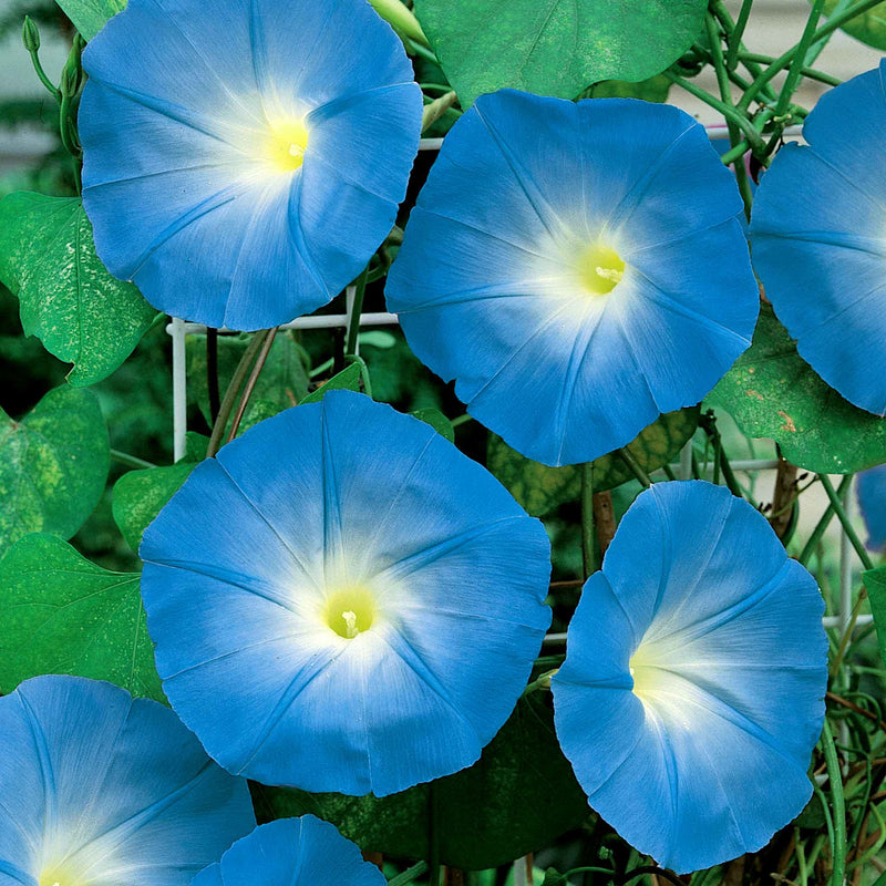 Morning Glory Seeds 'Heavenly Blue'