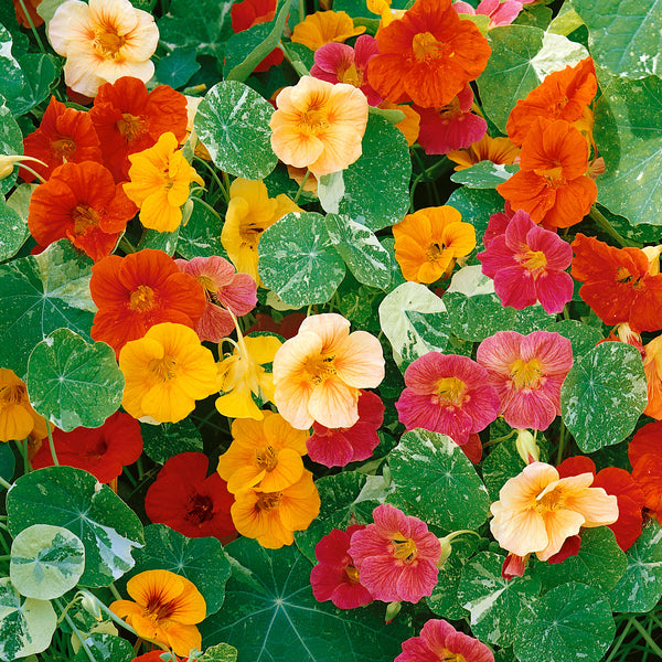 Nasturtium Seeds 'Alaska Mix'