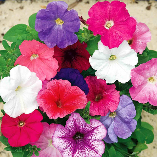 Petunia Seeds 'Celebrity Mix'