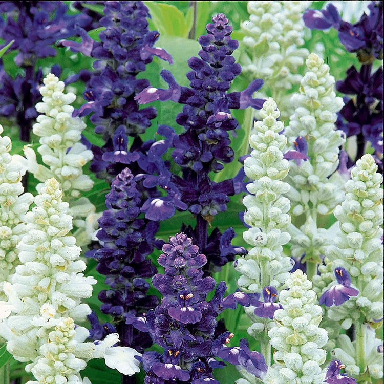 Salvia Seeds 'Wedgewood Blend'
