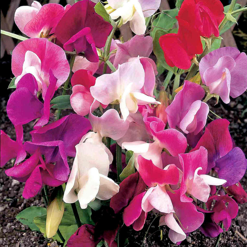 Sweet Pea Seeds 'Continental Mix'