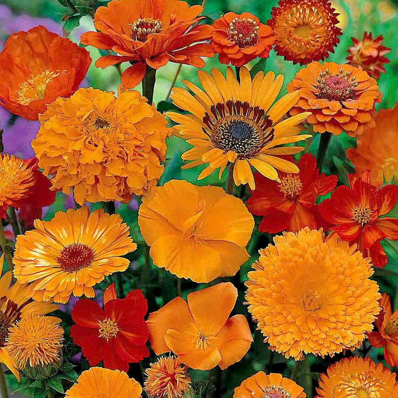 Mixed Annuals Seeds Unwins 'Sea Of Orange'