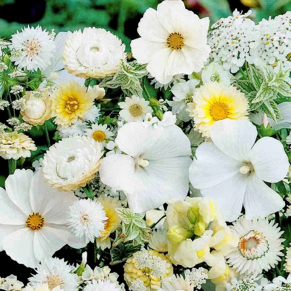 Mixed Annuals Seeds Unwins 'Sea Of White'