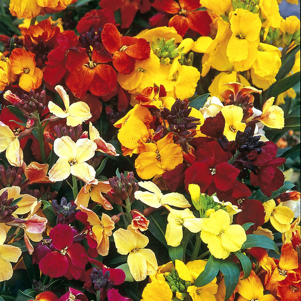 Wallflower Seeds 'Bedding Mix'