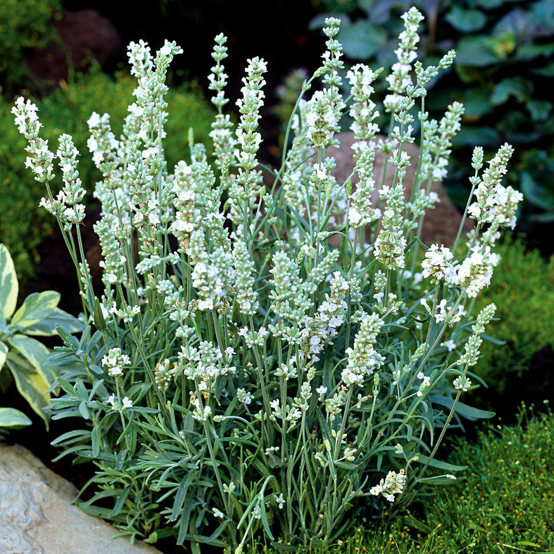 Lavender Seeds 'Ellagance Ice'