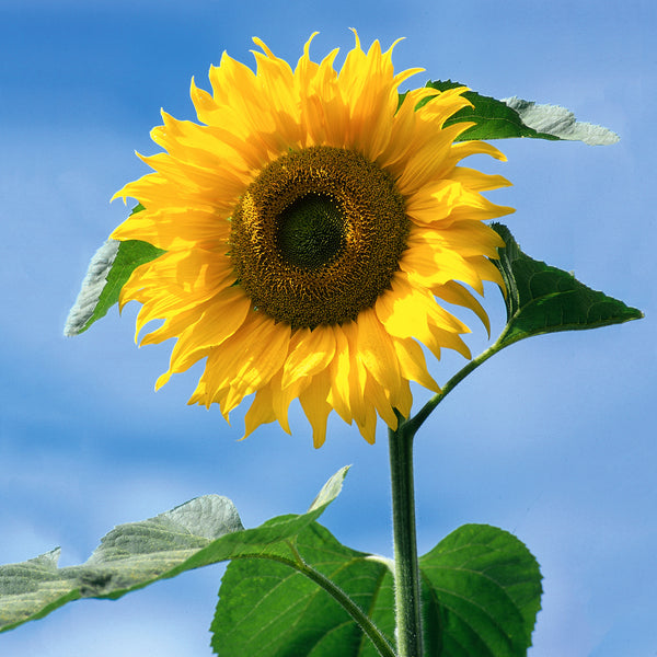 Sunflower Seeds 'American Giant F1'