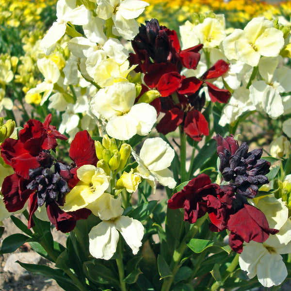 Wallflower Seeds 'Rubies and Pearls'