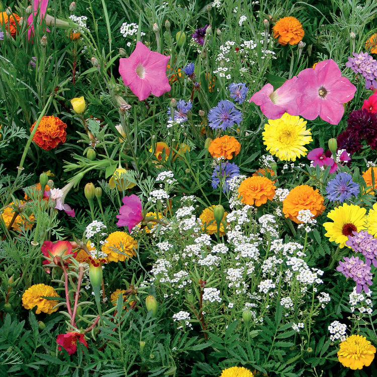 Annual Flower Seeds 'Unwins Container Mix'