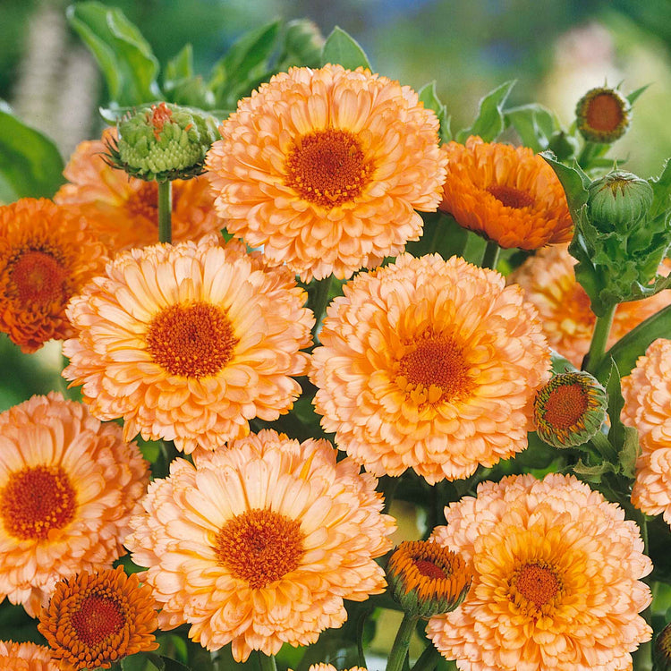 Calendula Seeds 'Pink Surprise'