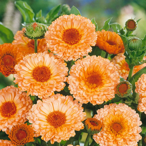 Calendula Seeds 'Pink Surprise'