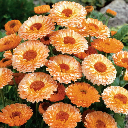 Calendula Seeds 'Pink Surprise'