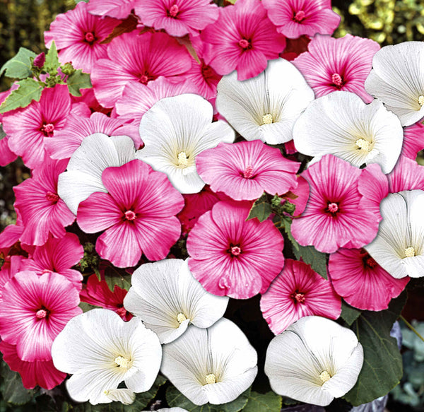 Lavatera Seeds 'Twins Mix'
