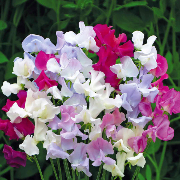 Sweet Pea Seeds 'Confetti'