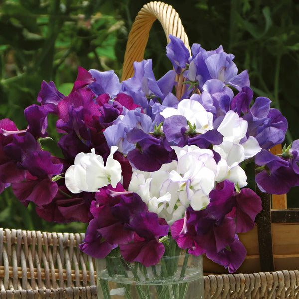 Sweet Pea 'Misty Mountains Mix'