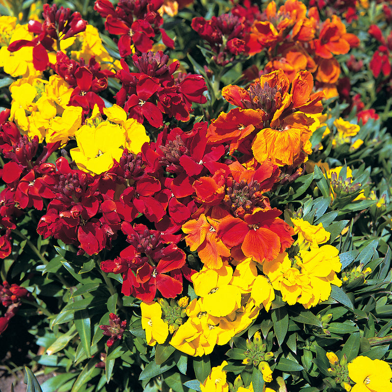 Wallflower Seeds 'Scented Mix'