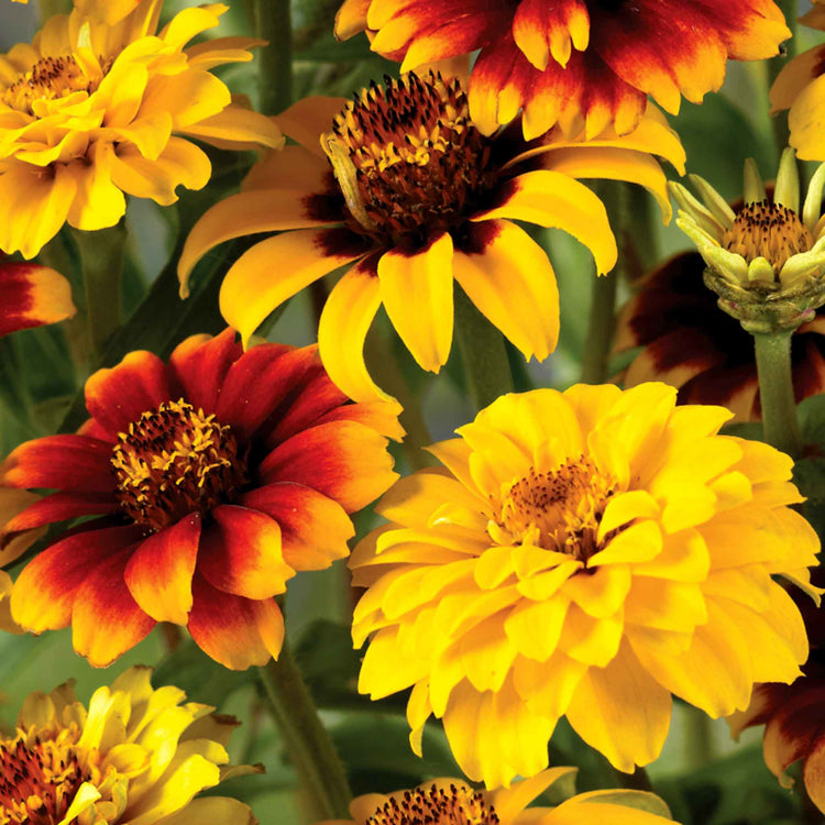 Zinnia Seeds 'Old Mexico'
