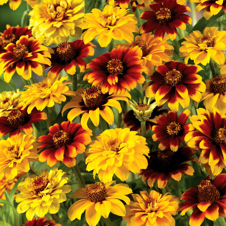 Zinnia Seeds 'Old Mexico'